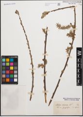 Foto von Salix cinerea L.